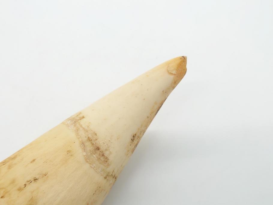 歯牙　クジラの歯3本セット(大・中・小)(素材、印材、彫刻材料、根付)(R-062240)